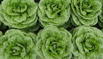 The Horticulture ballot is now open